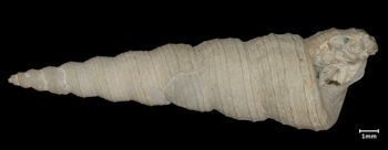 Media type: image;   Malacology 7453 Aspect: apertural